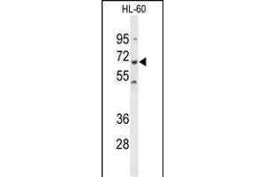 Western blot analysis of PTPN6 Antibody (Center) (ABIN1882123 and ABIN2839434) in HL-60 cell line lysates (35 μg/lane). (SHP1 抗体  (AA 247-277))