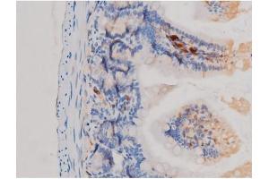 ABIN6267463 at 1/200 staining Mouse intestinal tissue sections by IHC-P. (CDC25A 抗体  (pSer75))