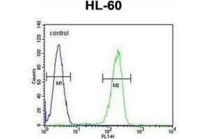 Flow cytometric analysis of HL-60 cells using OR2F2 Antibody (C-term) Cat. (OR2F2 抗体  (C-Term))