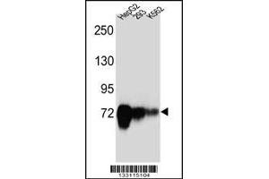 Western blot analysis in HepG2,293,K562 cell line lysates (35ug/lane). (CDH22 抗体  (AA 411-440))