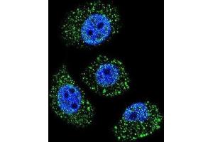 Immunofluorescence (IF) image for anti-Myosin Binding Protein H-Like (MYBPHL) antibody (ABIN2996396) (MYBPHL 抗体)