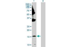 Western Blot analysis of GEMIN6 expression in transfected 293T cell line by GEMIN6 MaxPab polyclonal antibody. (GEMIN6 抗体  (AA 1-167))