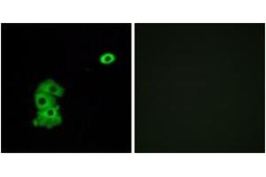 Immunofluorescence analysis of A549 cells, using OR4C6 Antibody. (OR4C6 抗体  (AA 193-242))