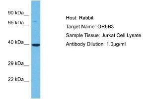Western Blotting (WB) image for anti-Olfactory Receptor, Family 6, Subfamily B, Member 3 (OR6B3) (C-Term) antibody (ABIN2791782)