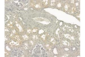ABIN6264012 and ABIN6273286 at 1/100 staining human normal kidney tissue by IHC-P. (PAFAH2 抗体  (Internal Region))