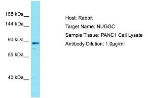 Host: Rabbit Target Name: NUGGC Sample Type: PANC1 Whole Cell lysates Antibody Dilution: 1. (C8orf80 抗体  (C-Term))