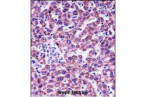 GYPB Antibody (Center) (ABIN657621 and ABIN2846617) immunohistochemistry analysis in formalin fixed and paraffin embedded human liver tissue followed by peroxidase conjugation of the secondary antibody and DAB staining. (CD235b/GYPB 抗体  (AA 22-51))