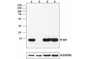 Western Blotting (WB) image for anti-Macrophage Migration Inhibitory Factor (Glycosylation-Inhibiting Factor) (MIF) antibody (ABIN2665273) (MIF 抗体)