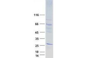 Western Blotting (WB) image for Olfactory Receptor, Family 51, Subfamily E, Member 2 (OR51E2) protein (Myc-DYKDDDDK Tag) (ABIN2727897)