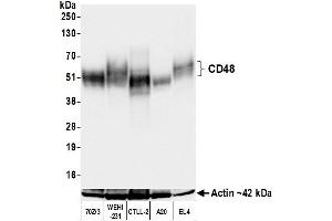 Western Blotting (WB) image for anti-CD48 (CD48) (AA 23-216) antibody (ABIN7795673)