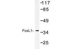 Western blot analysis of FoxL1 antibody in extracts from COS-7. (FOXL1 抗体)