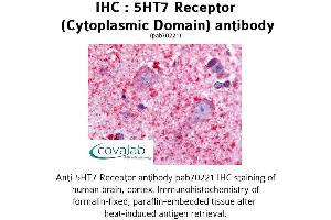 Image no. 1 for anti-5-Hydroxytryptamine (serotonin) Receptor 7 (Adenylate Cyclase-Coupled) (HTR7) (3rd Cytoplasmic Domain) antibody (ABIN1731382) (HTR7 抗体  (3rd Cytoplasmic Domain))