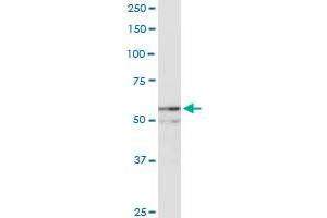 NUP54 MaxPab rabbit polyclonal antibody. (NUP54 抗体  (AA 1-507))