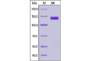 Human CD27 Ligand, Fc Tag (active trimer) (MALS verified) on  under ing (NR) condition. (CD70 Protein (AA 52-193) (Fc Tag))