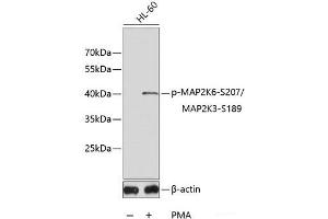 Western blot analysis of extracts of HL60 cell lines using Phospho-MAP2K6(S207)/MAP2K3(S189) Polyclonal Antibody. (MAP2K6 抗体  (pSer189, pSer207))
