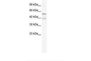 Image no. 1 for anti-Potassium Channel, Subfamily K, Member 10 (KCNK10) (AA 72-121) antibody (ABIN203201) (KCNK10 抗体  (AA 72-121))
