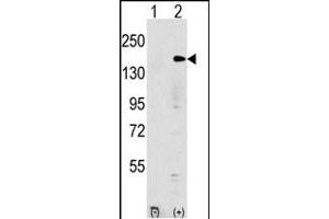 Western blot analysis of EHMT1 (arrow) using rabbit polyclonal EHMT1 Antibody (N-term) (ABIN387854 and ABIN2844016). (EHMT1 抗体  (N-Term))