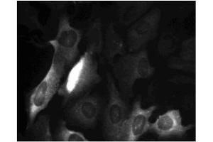 Immunofluorescence (IF) image for anti-Cyclin B1 (CCNB1) (AA 1-21) antibody (ABIN967426) (Cyclin B1 抗体  (AA 1-21))