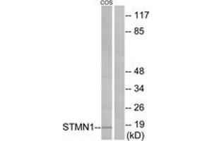 Western blot analysis of extracts from COS7 cells, treated with PMA 1ng/ml 15', using Stathmin 1 (Ab-24) Antibody. (Stathmin 1 抗体  (AA 9-58))