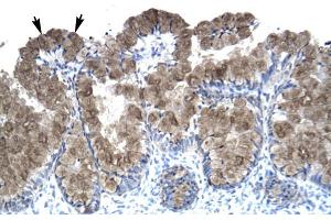 Human Intestine; ASGR2 antibody - N-terminal region in Human Intestine cells using Immunohistochemistry (Asialoglycoprotein Receptor 2 抗体  (N-Term))