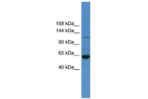 WB Suggested Anti-Hdac6 Antibody Titration:  0. (HDAC6 抗体  (N-Term))