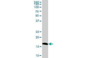 PRDX5 MaxPab polyclonal antibody. (Peroxiredoxin 5 抗体  (AA 1-214))