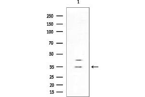 Western blot analysis of lysates from Rat brain, using OR13H1 Antibody at 1/1000 dilution.
