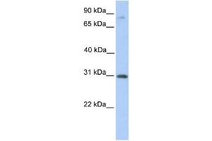 Western Blotting (WB) image for anti-Abhydrolase Domain Containing 13 (ABHD13) antibody (ABIN2459363) (ABHD13 抗体)