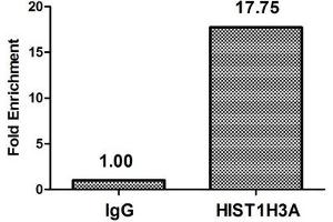 Chromatin Immunoprecipitation Hela (4*10 6 , treated with 100nM calyculin A for 60 min) were treated with Micrococcal Nuclease, sonicated, and immunoprecipitated with 5 μg anti-HIST1H3A (ABIN7139628) or a control normal rabbit IgG. (HIST1H3A 抗体  (pThr3))