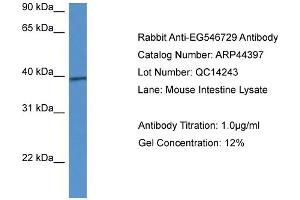 Western Blotting (WB) image for anti-Calcium Homeostasis Modulator 1 (CALHM1) (C-Term) antibody (ABIN2781845) (CALHM1 抗体  (C-Term))