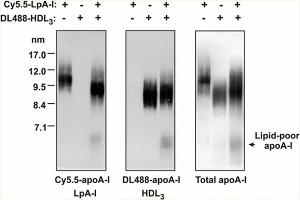 Western Blotting (WB) image for anti-Apolipoprotein A-I (APOA1) antibody (ABIN5596808)