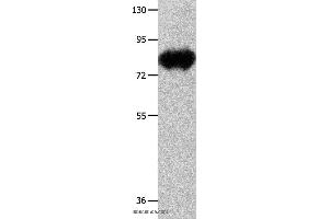 Western blot analysis of Mouse heart tissue, using ECE1 Polyclonal Antibody at dilution of 1:900 (ECE1 抗体)