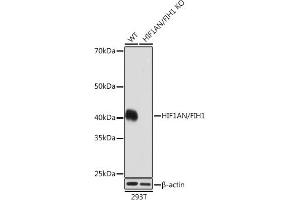 Western blot analysis of extracts from wild type (WT) and HIF1AN/FIH1 knockout (KO) 293T cells, using HIF1AN/FIH1 antibody (ABIN7267820) at 1:1000 dilution. (HIF1AN 抗体)