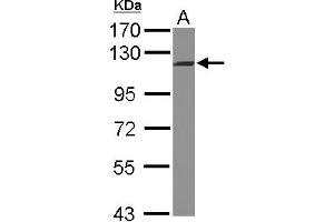 Western Blotting (WB) image for anti-Integrator Complex Subunit 5 (INTS5) (C-Term) antibody (ABIN1491787) (INTS5 抗体  (C-Term))