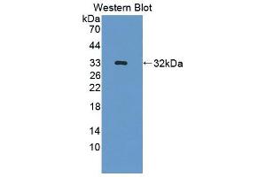 Western Blotting (WB) image for anti-Protein tyrosine Phosphatase, Non-Receptor Type 7 (PTPN7) (AA 52-314) antibody (ABIN5014227)