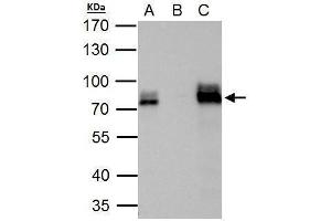 Immunoprecipitation (IP) image for anti-AT Rich Interactive Domain 3A (BRIGHT-Like) (ARID3A) (Internal Region) antibody (ABIN2856170)