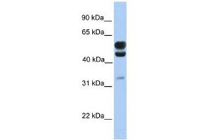 C3ORF64 antibody used at 1 ug/ml to detect target protein. (AER61 抗体  (C-Term))