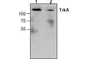 Image no. 1 for anti-Neurotrophic Tyrosine Kinase, Receptor, Type 1 (NTRK1) antibody (ABIN127050) (TRKA 抗体)