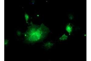 Anti-NIF3L1 mouse monoclonal antibody (ABIN2455121) immunofluorescent staining of COS7 cells transiently transfected by pCMV6-ENTRY NIF3L1 (RC200827). (NIF3L1 抗体)