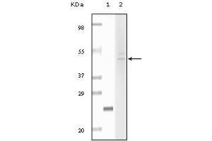 Western Blot showing Fibulin5 antibody used against truncated fibulin5 recombinant protein (1) and Hela cell lysate (2).