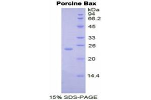 SDS-PAGE (SDS) image for BCL2-Associated X Protein (BAX) (AA 2-192) protein (His tag) (ABIN1877473)