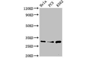 Western Blot Positive WB detected in: Hela whole cell lysate, PC-3 whole cell lysate, K562 whole cell lysate All lanes: PSMA1 antibody at 3. (PSMA1 抗体  (AA 163-263))