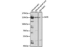 Western blot analysis of extracts of various cell lines, using SAFB antibody. (SAFB 抗体  (AA 1-200))