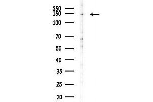 Western blot analysis of lysates from  cells(LPS, 4h treatment), using CAM Antibody at 1/1000 dilution.