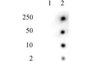 Histone H2AK119ub antibody tested by Dot blot. (Histone H2A 抗体  (ubLys119))