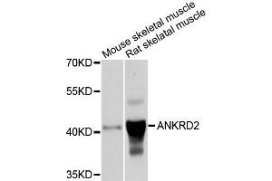Western blot analysis of extracts of mouse skeletal muscle and rat skeletal muscle cells, using ANKRD2 antibody. (ANKRD2 抗体)
