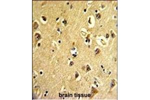 Formalin-fixed and paraffin-embedded human brain tissue reacted with ARPC3 Antibody (C-term), which was peroxidase-conjugated to the secondary antibody, followed by DAB staining. (ARPC3 抗体  (C-Term))