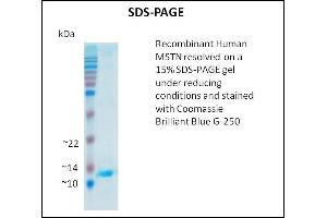 SDS-PAGE (SDS) image for Myostatin (MSTN) (Active) protein (ABIN5509311) (MSTN 蛋白)