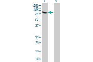 Western Blot analysis of PLEKHA4 expression in transfected 293T cell line by PLEKHA4 MaxPab polyclonal antibody. (PLEKHA4 抗体  (AA 1-583))