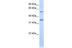 Western Blotting (WB) image for anti-Tight Junction Associated Protein 1 (Peripheral) (TJAP1) antibody (ABIN2458690) (TJAP1 抗体)